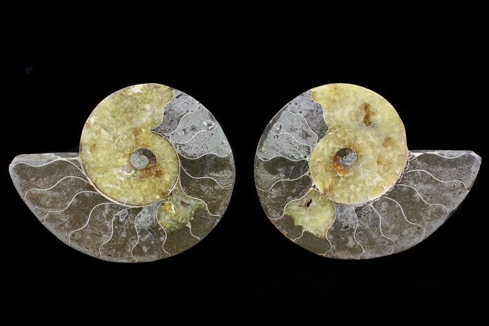 Bargain, Cut & Polished Ammonite Fossil - Agatized #73960